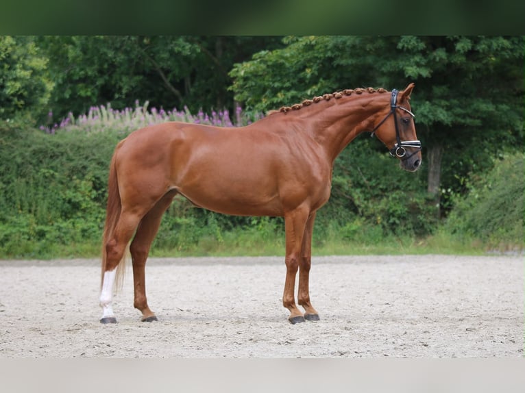 Hanovrien Jument 5 Ans 170 cm Alezan in Schierensee