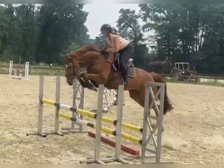 Hanovrien Jument 5 Ans 170 cm Alezan in Rhede