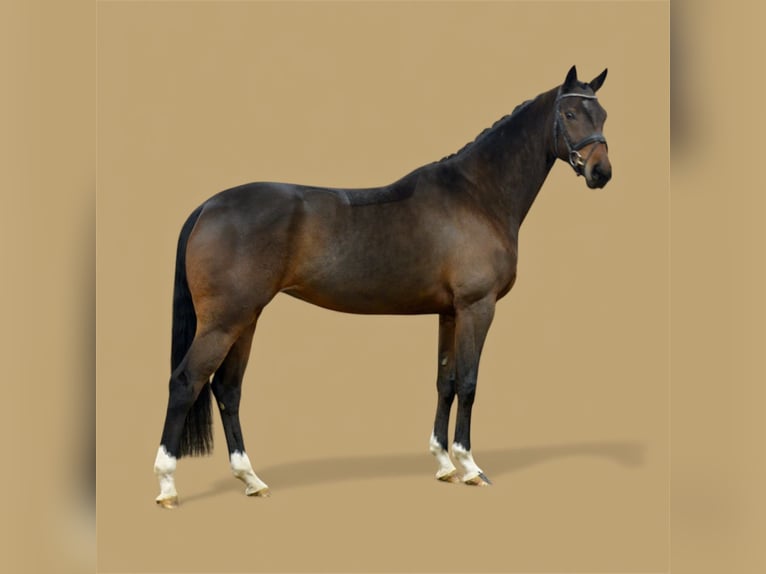 Hanovrien Jument 5 Ans 170 cm Bai brun in Visbek