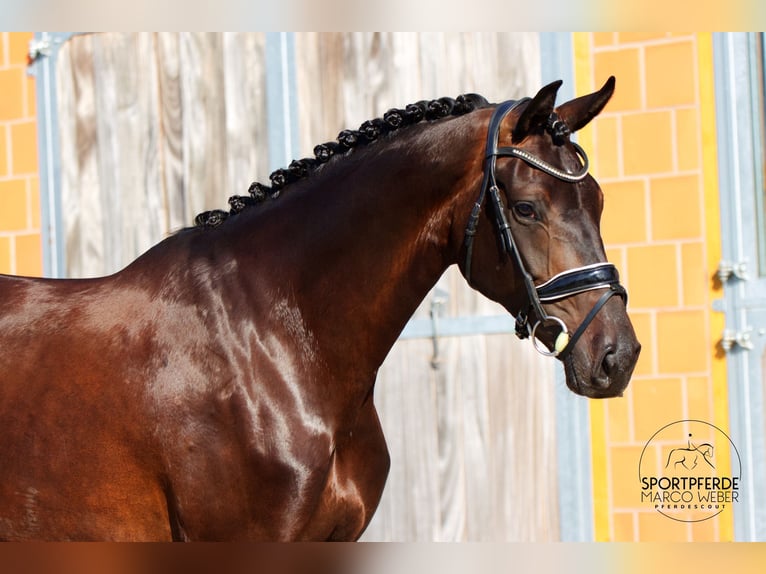 Hanovrien Jument 5 Ans 170 cm Bai brun in Walsrode