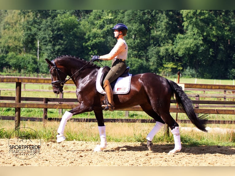 Hanovrien Jument 5 Ans 170 cm Bai brun in Walsrode