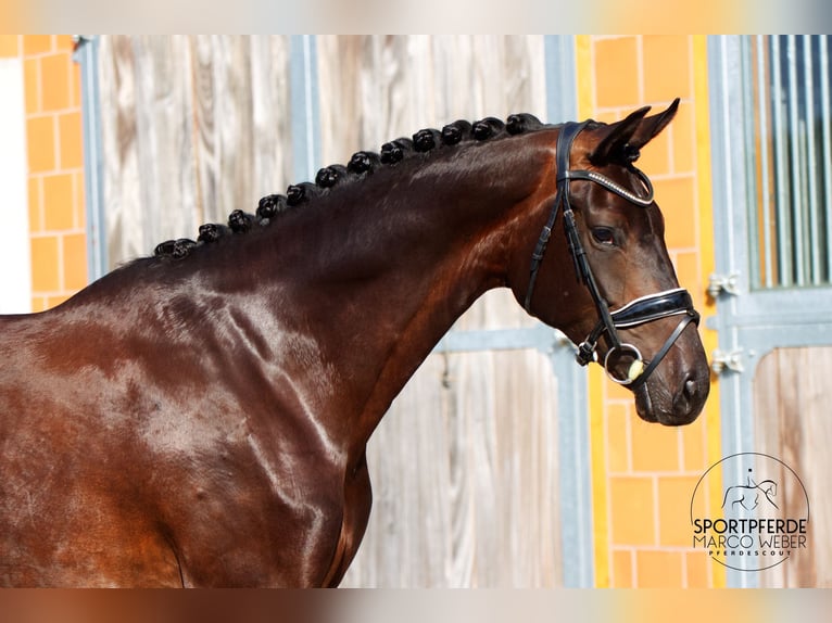 Hanovrien Jument 5 Ans 170 cm Bai brun in Walsrode