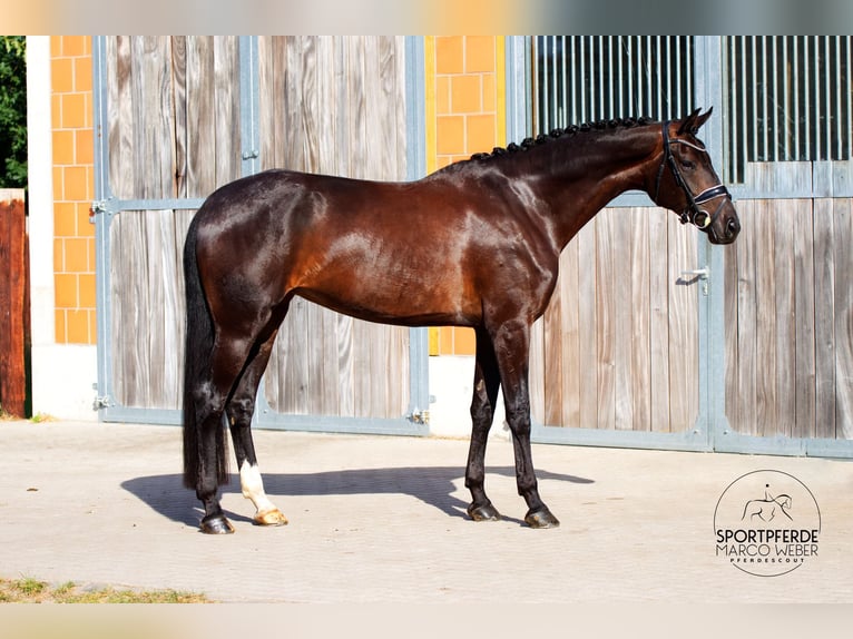 Hanovrien Jument 5 Ans 170 cm Bai brun in Walsrode