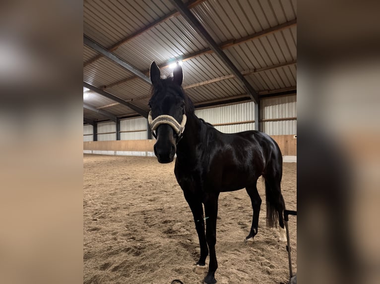 Hanovrien Jument 5 Ans 170 cm Bai brun in Freystadt