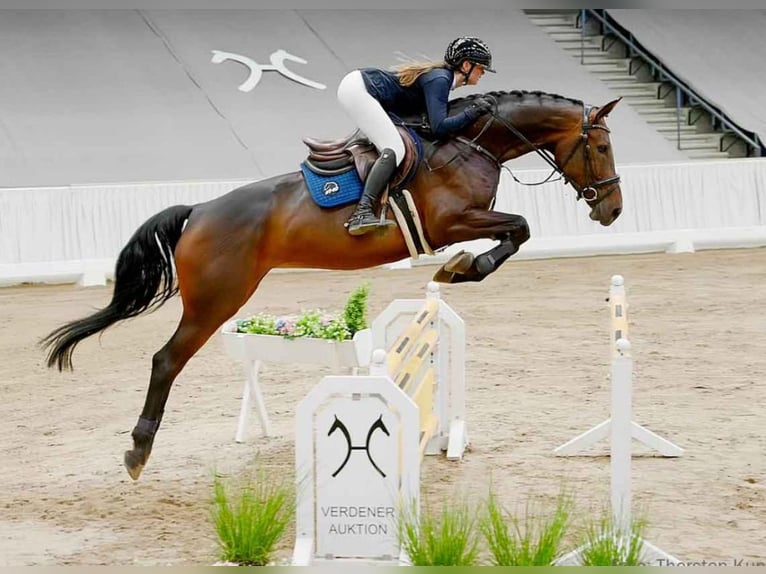 Hanovrien Jument 5 Ans 170 cm Bai brun in Zeven Hanovrien Jument 5 Ans 170 cm Bai brun in Zeven