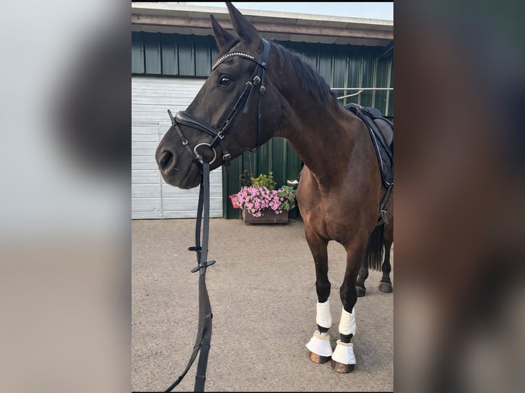 Hanovrien Jument 5 Ans 170 cm Bai brun foncé in Hamminkeln