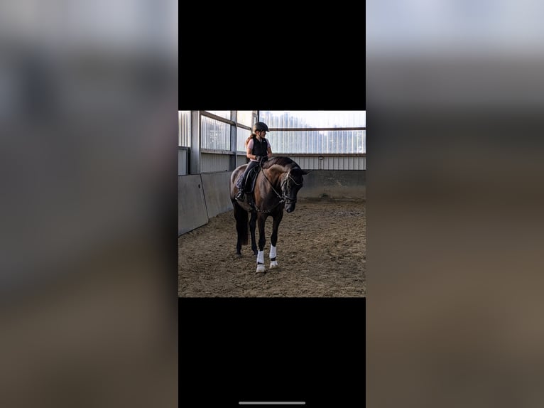 Hanovrien Jument 5 Ans 170 cm Bai brun foncé in Hamminkeln