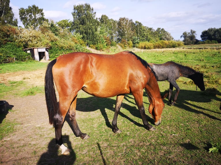 Hanovrien Jument 5 Ans 170 cm Bai in Rodgau