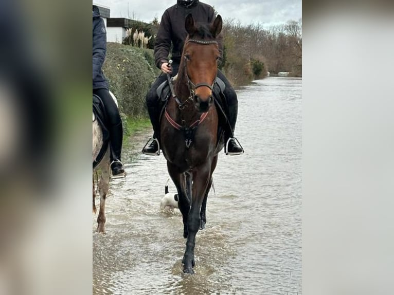 Hanovrien Jument 5 Ans 170 cm Bai in Rodgau