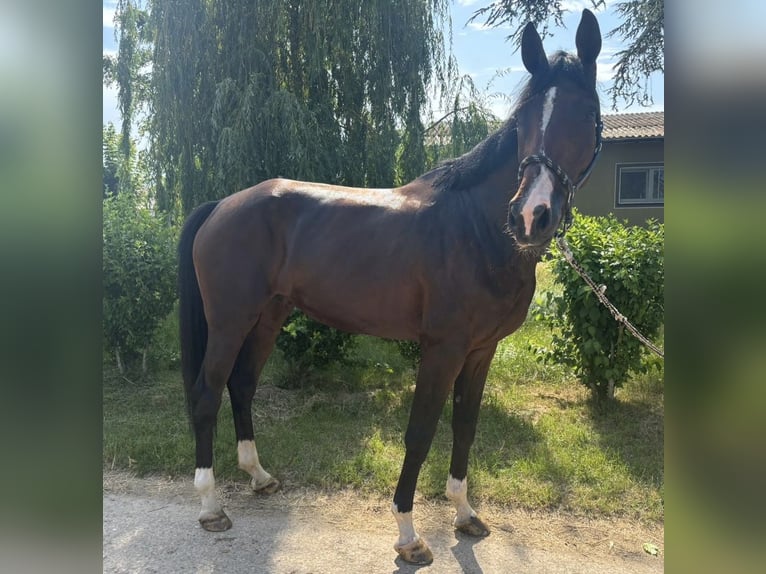 Hanovrien Jument 5 Ans 170 cm Bai in Bischofsheim