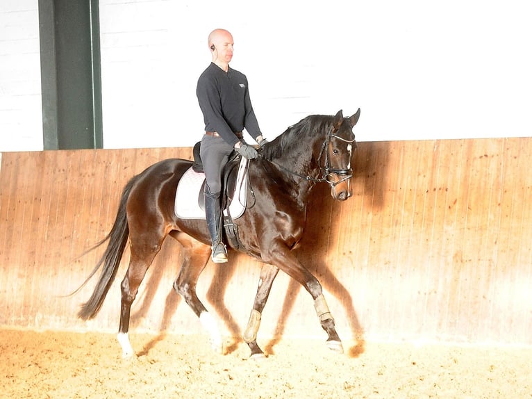 Hanovrien Jument 5 Ans 170 cm Bai in Lindwedel