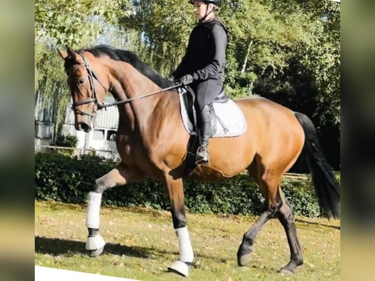 Hanovrien Jument 5 Ans 170 cm Bai in Sottrum