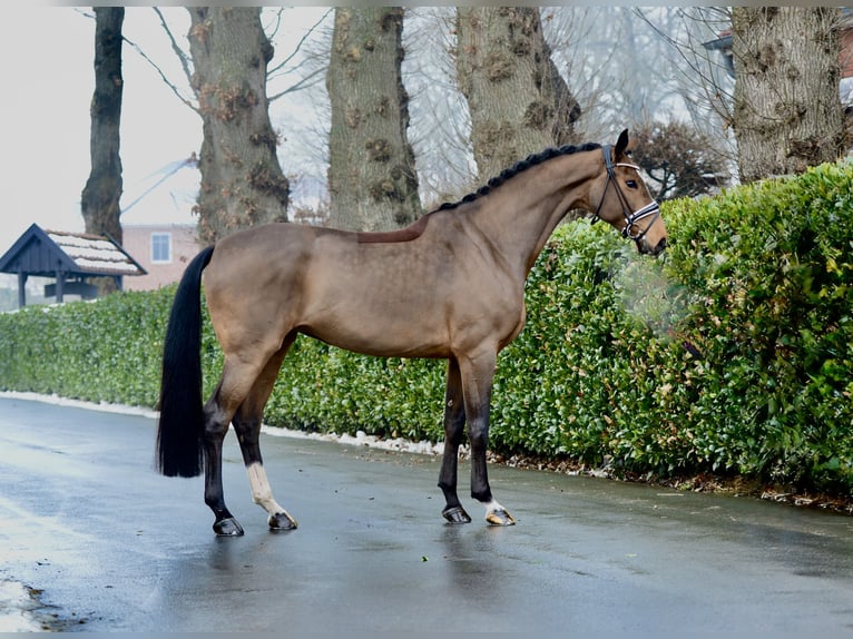 Hanovrien Jument 5 Ans 170 cm Bai in Vechta