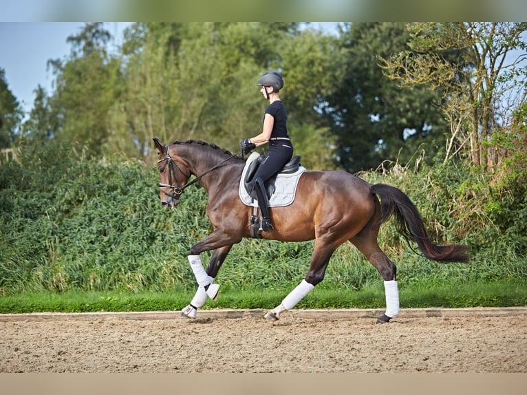 Hanovrien Jument 5 Ans 170 cm Bai in Verden (Aller)