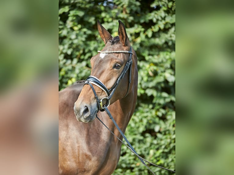 Hanovrien Jument 5 Ans 170 cm Bai in Verden (Aller)