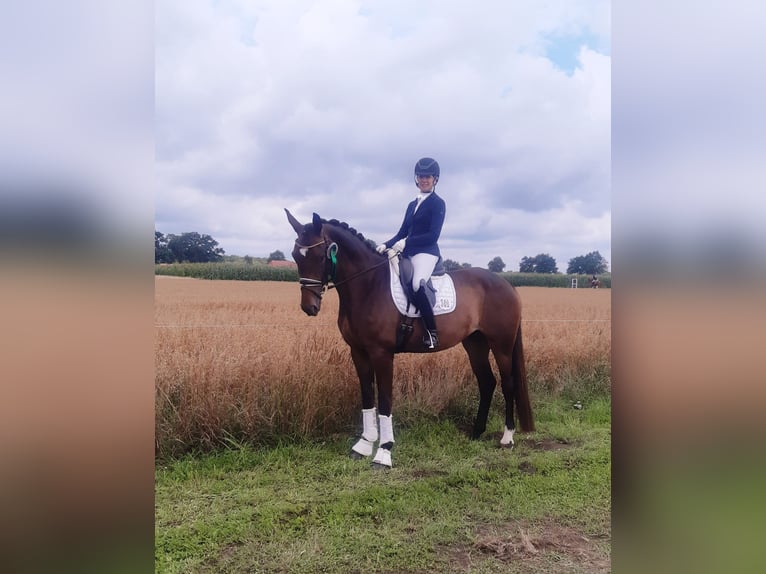 Hanovrien Jument 5 Ans 170 cm Bai in Verden (Aller)