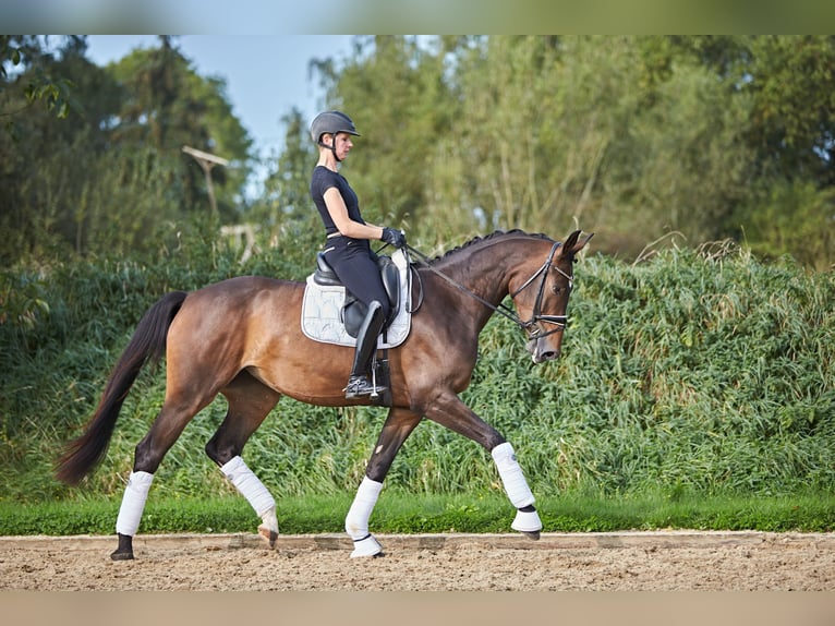 Hanovrien Jument 5 Ans 170 cm Bai in Verden (Aller)