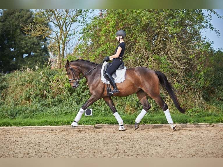 Hanovrien Jument 5 Ans 170 cm Bai in Verden (Aller)
