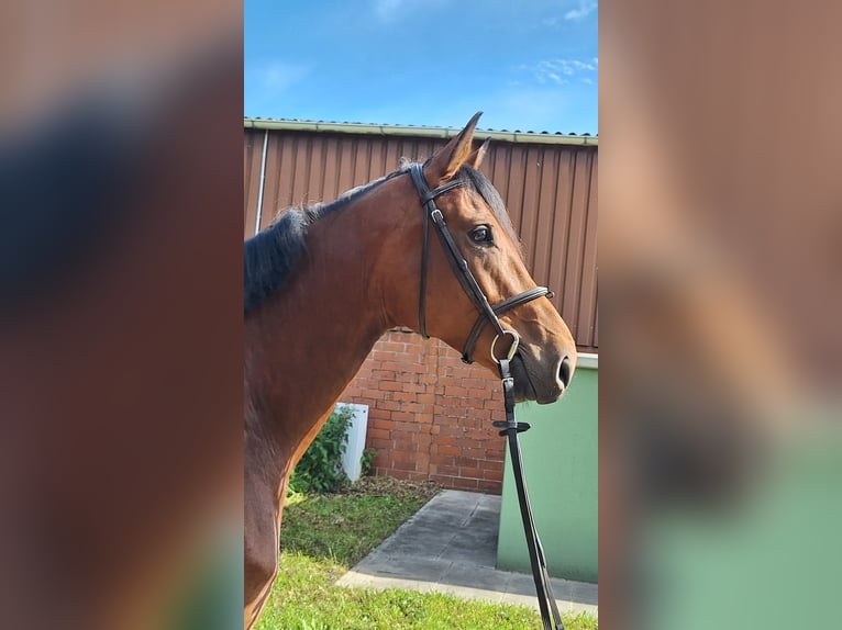 Hanovrien Jument 5 Ans 170 cm Bai in Gorleben