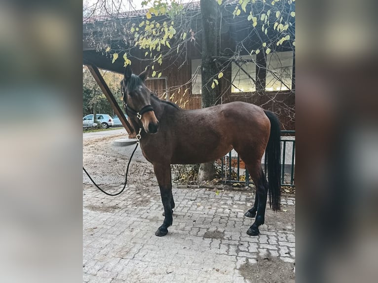 Hanovrien Jument 5 Ans 170 cm Bai in Haslau