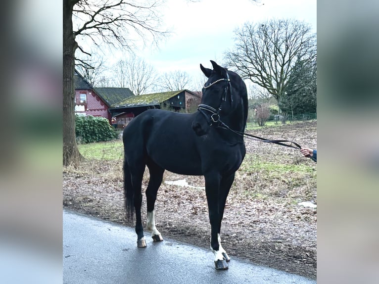 Hanovrien Jument 5 Ans 170 cm Noir in Kirchlinteln