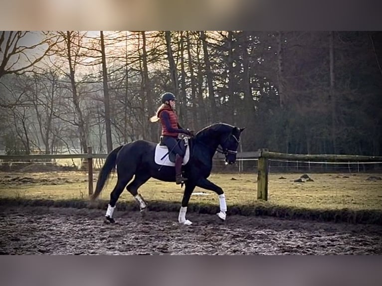 Hanovrien Jument 5 Ans 170 cm Noir in Kirchlinteln