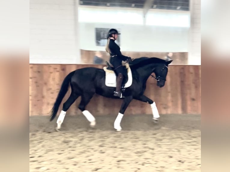 Hanovrien Jument 5 Ans 170 cm Noir in Krefeld