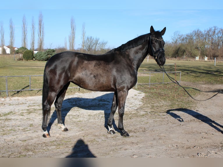 Hanovrien Jument 5 Ans 170 cm Noir in Dallgow-Döberitz