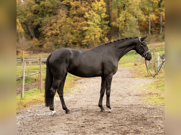 Hanovrien Jument 5 Ans 170 cm Noir in Moosach
