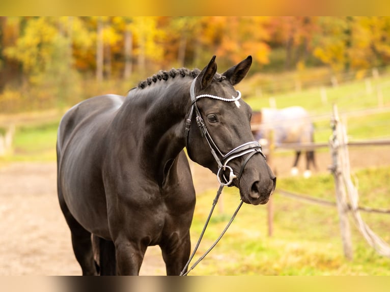 Hanovrien Jument 5 Ans 170 cm Noir in Moosach