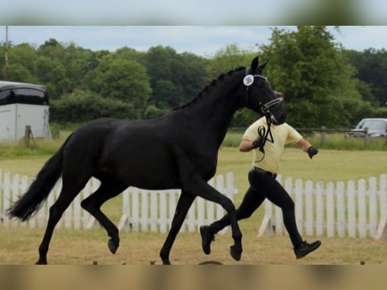 Hanovrien Jument 5 Ans 170 cm Noir in Nienhagen