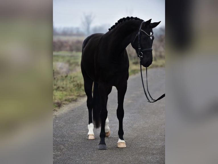 Hanovrien Jument 5 Ans 170 cm Noir in Újszász