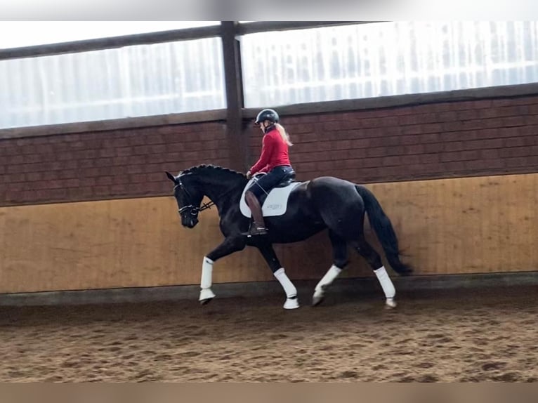 Hanovrien Jument 5 Ans 170 cm Noir in Selsingen