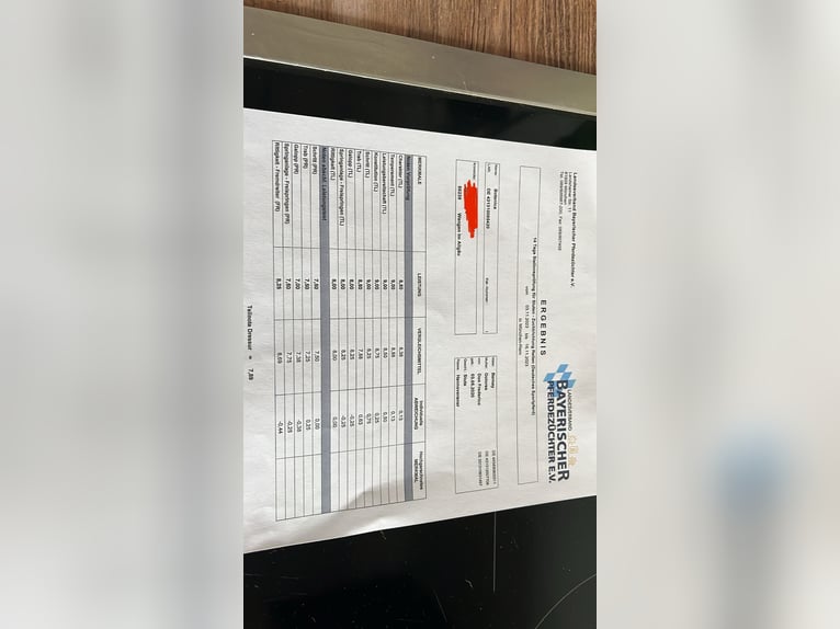 Hanovrien Jument 5 Ans 170 cm Noir in Wangen im Allg&#xE4;u