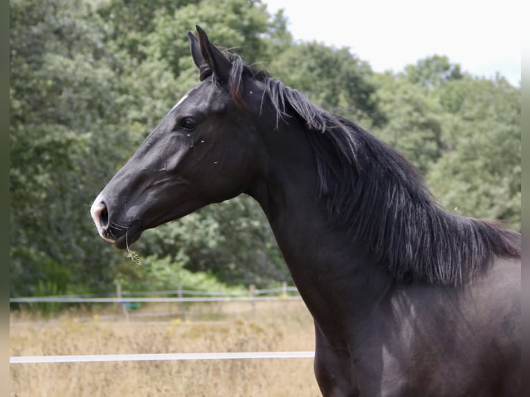 Hanovrien Jument 5 Ans 170 cm Noir in Angers