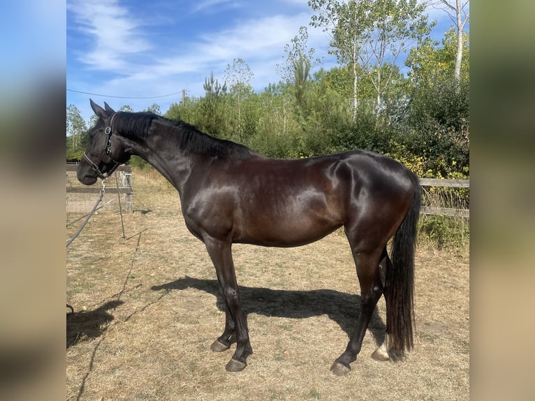 Hanovrien Jument 5 Ans 170 cm Noir in Angers