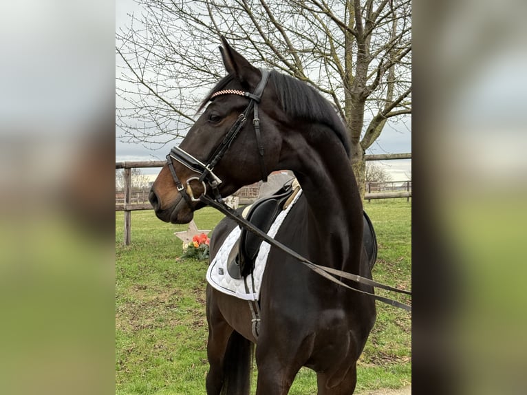 Hanovrien Jument 5 Ans 171 cm Bai brun in Rodenberg