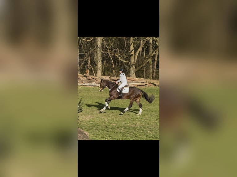 Hanovrien Jument 5 Ans 171 cm Bai in RatingenRatingen