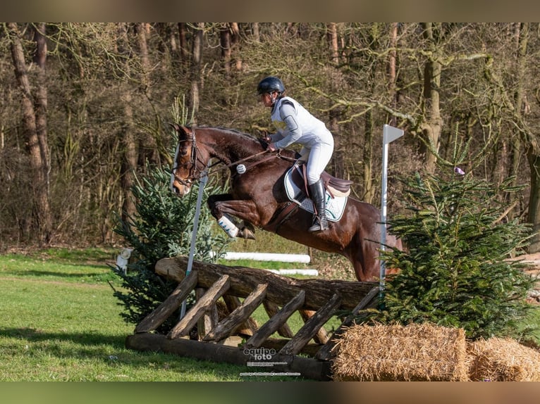 Hanovrien Jument 5 Ans 171 cm Bai in RatingenRatingen