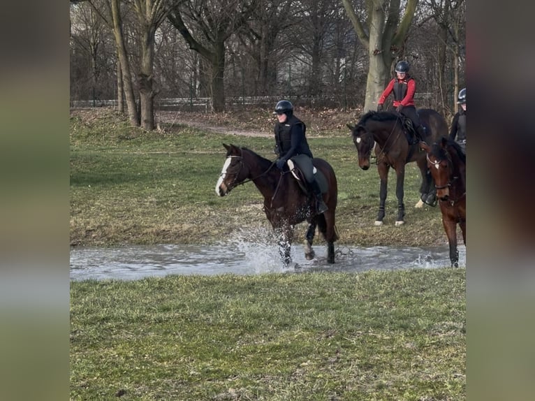 Hanovrien Jument 5 Ans 171 cm Bai in RatingenRatingen