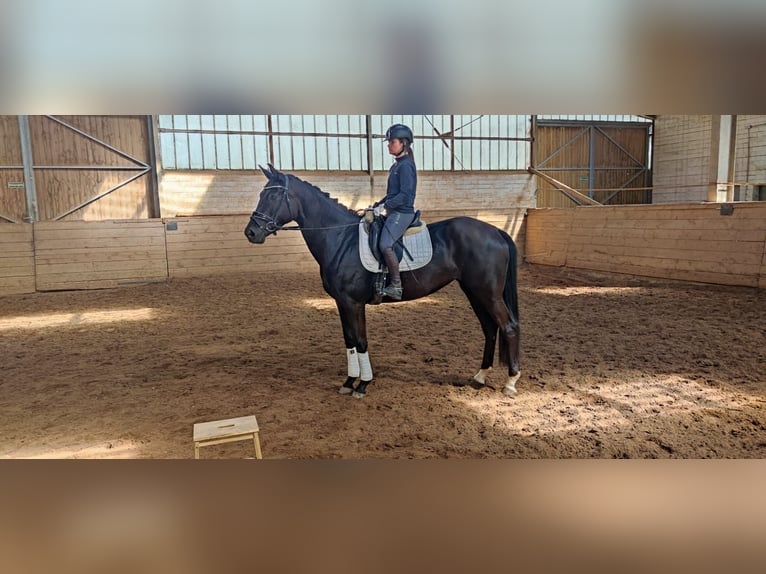 Hanovrien Jument 5 Ans 171 cm Noir in Landesbergen