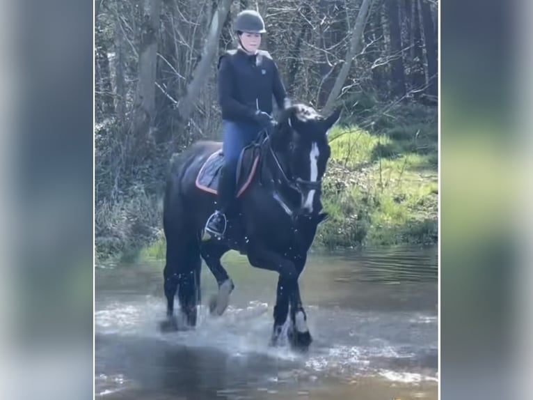 Hanovrien Jument 5 Ans 172 cm Bai brun in Rees