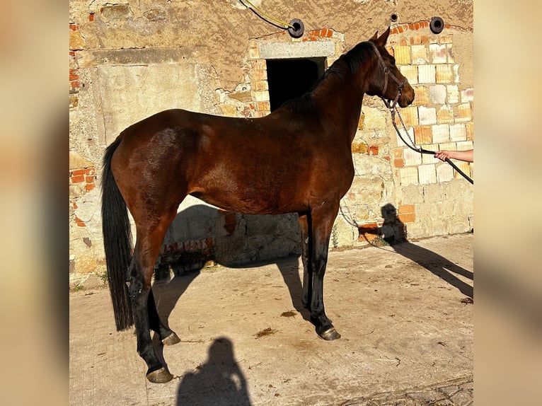 Hanovrien Jument 5 Ans 172 cm Bai in M&#xFC;geln