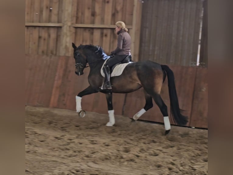 Hanovrien Jument 5 Ans 172 cm Bai in Schellerten