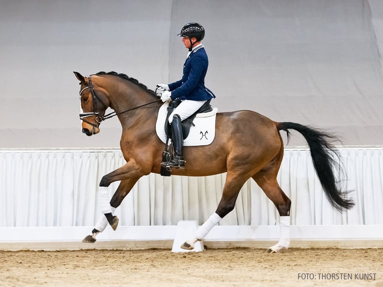 Hanovrien Jument 5 Ans 172 cm Bai in Verden