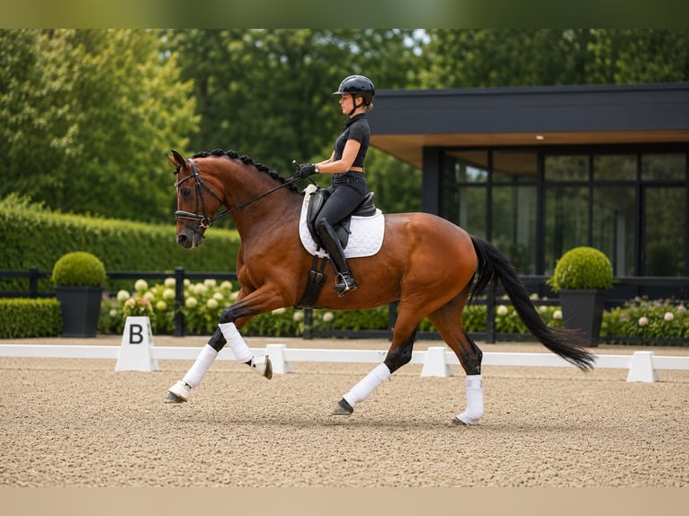 Hanovrien Jument 5 Ans 172 cm Bai in Walsrode