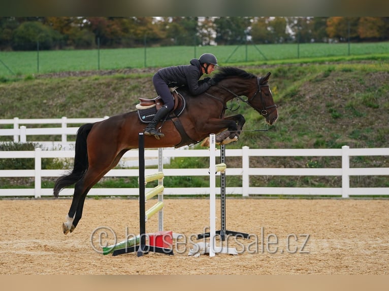 Hanovrien Jument 5 Ans 172 cm Bai in Region Prag