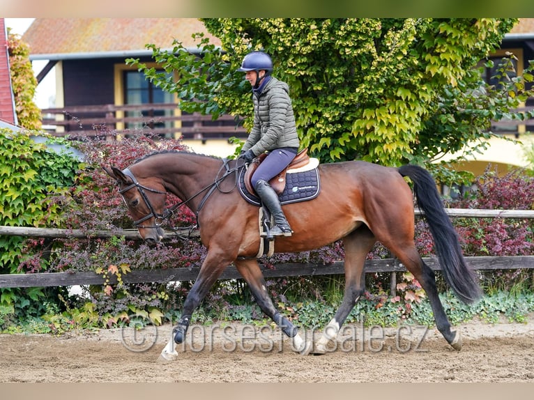 Hanovrien Jument 5 Ans 172 cm Bai in Region Prag