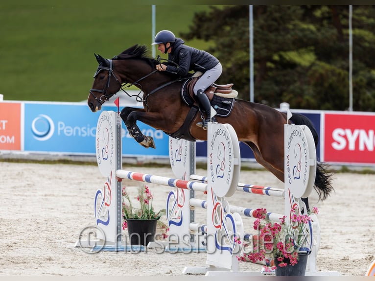 Hanovrien Jument 5 Ans 172 cm Bai in Region Prag