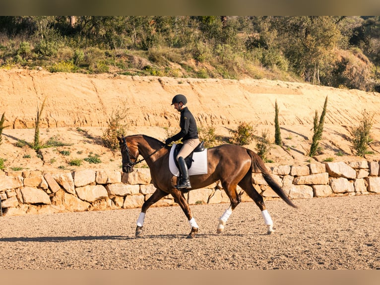 Hanovrien Jument 5 Ans 172 cm  in Argentona